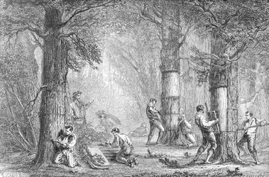 Rinde (Sammeln der Rinde des Korkbaums) (gestochen von Charles Laplante)